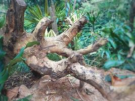 The tree fell after being felled and left lying on the ground for a long time. photo