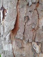 Old tree bark texture. Abstract background concept. photo