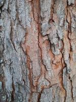 Old tree bark texture. Abstract background concept. photo