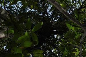 Leaves on a tree in the photo from below for the background concept.