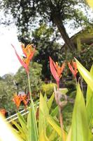 heliconia psitácoro es un perenne hierba nativo a el caribe y sur America. naturaleza. foto