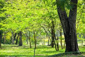 Bright light and beauty, fresh green, big tree in park, Bangkok, Thailand photo