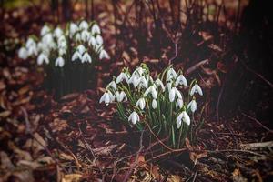 white flowers of spring snowdrops growing in the garden on cool winter evenings photo