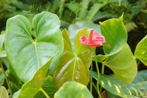 exotic flower growing in a botanical garden on the Spanish island of Tenerife on a summer warm sunny day photo