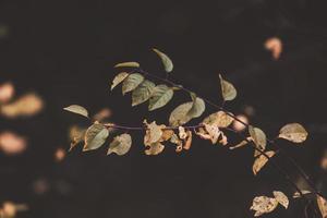 l golden autumn leaves on a tree in a park under warm october sun photo