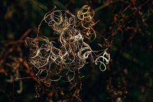 interesante resumen otoño planta en natural antecedentes foto