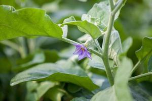 Eggplant flower - Flower of Eggplant. photo