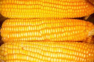 Fresco y dorado crudo maíz cultivos semilla patrones de cerca puntos de vista. foto