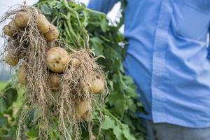 Roots full potatoes are showing a worker at Thakurgong, Bangladesh. photo