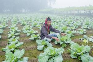 Bangladesh November 25, 2014 An young boy in winter morning while working in her family cauliflower vegetable garden in Ranisankail, Thakurgaon, Rangpur. photo