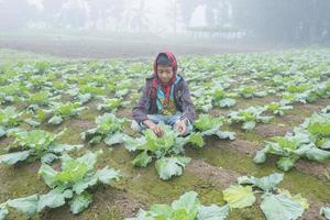 Bangladesh November 25, 2014 An young boy in winter morning while working in her family cauliflower vegetable garden in Ranisankail, Thakurgaon, Rangpur. photo