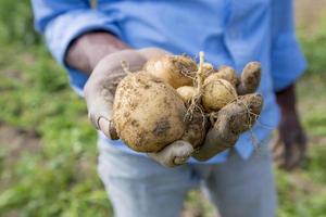 Collecting potatoes are showing a worker at Thakurgong, Bangladesh. photo