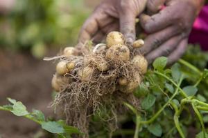 raíces lleno patatas son demostración un trabajador a thakurgong, bangladesh foto