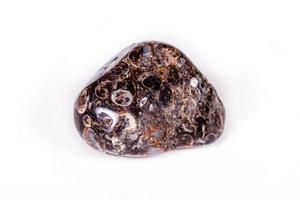 Macro mineral agate fossil fossilized with fossilized turtles on white background photo