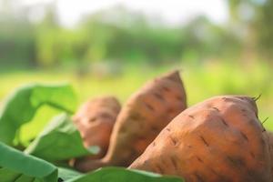 Close up of sweet potatoes on nature background with copy space. Healthy vegan vegetarian food concept photo