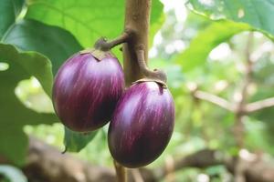 Close up of Eggplants on nature background with copy space. Healthy vegan vegetarian food concept. photo