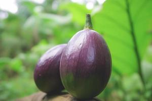 Close up of Eggplants on nature background with copy space. Healthy vegan vegetarian food concept. photo