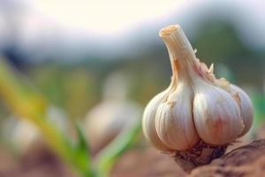 Close up of Garlic on nature background with copy space. Healthy vegan vegetarian food concept photo