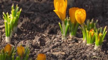 Crocus flowers bloom in the garden, spring timelapse. Spring season concept video