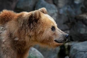 lado ver de el cabeza de un Kamchatka oso foto