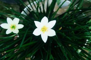 Zephyranthes candida, with common names that includes autumn Zephyr lily, white wildflower and Peruvian swamp lily, is a species of rain lily. Amaryllidaceae. White fairy lily photo