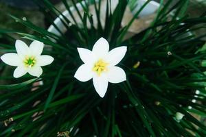 Zephyranthes cándida, con común nombres ese incluye otoño céfiro lirio, blanco flor silvestre y peruano pantano lirio, es un especies de lluvia lirio. amarilidáceas. blanco hada lirio foto