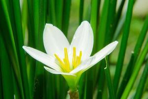 Zephyranthes candida, with common names that includes autumn Zephyr lily, white wildflower and Peruvian swamp lily, is a species of rain lily. Amaryllidaceae. White fairy lily photo