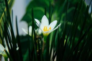 Zephyranthes candida, with common names that includes autumn Zephyr lily, white wildflower and Peruvian swamp lily, is a species of rain lily. Amaryllidaceae. White fairy lily photo