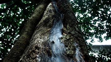 tree trunk covered with fur photo