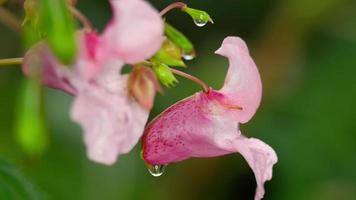 impatiens glandulifera royle y abejorro, bálsamo del himalaya polinizar video