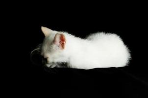 A white cat photo