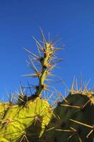 Background with cacti photo