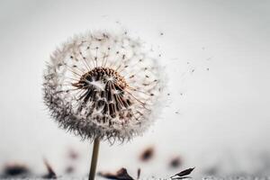 flying dandelion macro photo