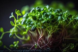 vegan raw healthy food sprout microgreens photo