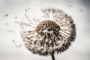 flying dandelion macro photo