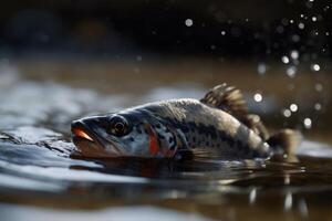 river fish trout in a mountain river in clear water photo