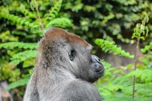 Background with a gorilla photo