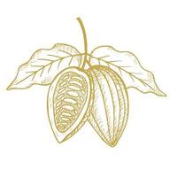 Cocoa. Hand drawn sketch cocoa beans, leaves sketch and Cocoa tree. Organic product.  Plant parts. For label, logo, emblem, symbol.Vector vector