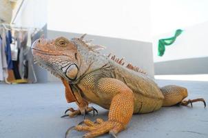 Iguana on the sidewalk photo