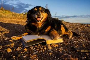 Dog and books photo