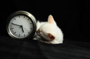 Kitten and clock photo