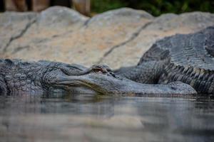 Crocodiles coming out the water photo