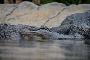 Crocodiles coming out the water photo