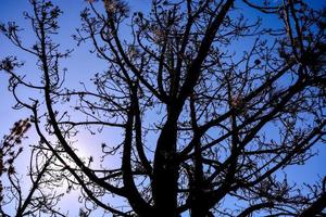 Tree branches and blue sky photo