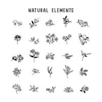 set of floral and botanical elements. Vector illustration