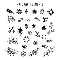 set of floral and botanical elements. Vector illustration