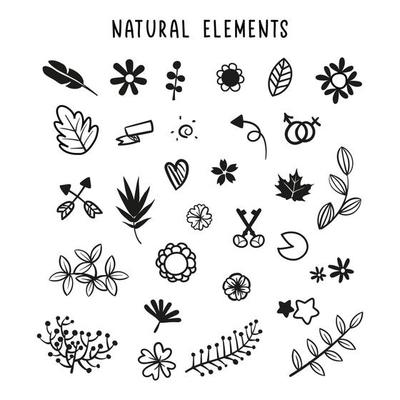 set of floral and botanical elements. Vector illustration
