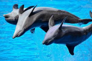 delfines a el zoo foto