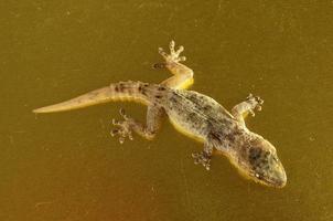 Small cute gecko photo