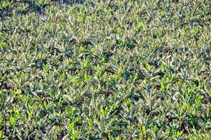 Field of crops photo